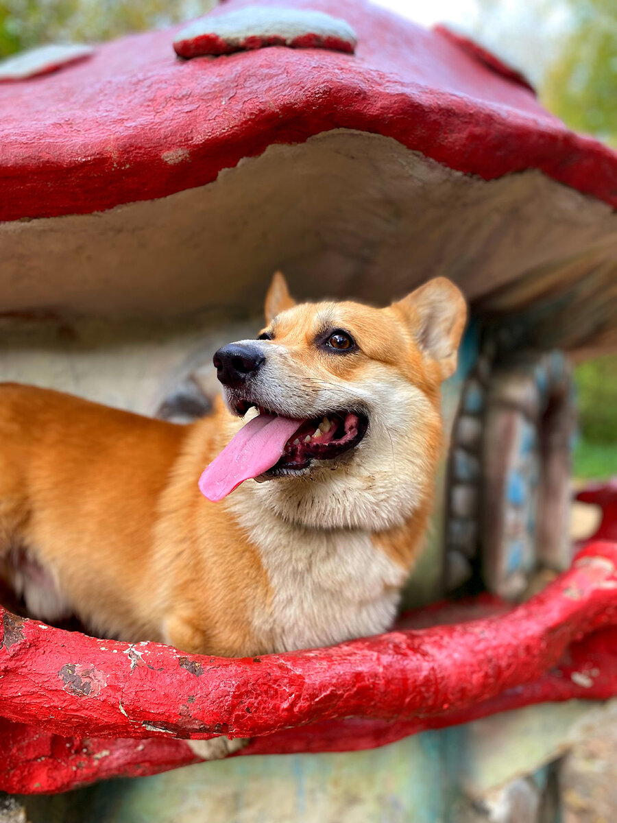 Язычок по  вторникам в память хвостиков, которых больше нет