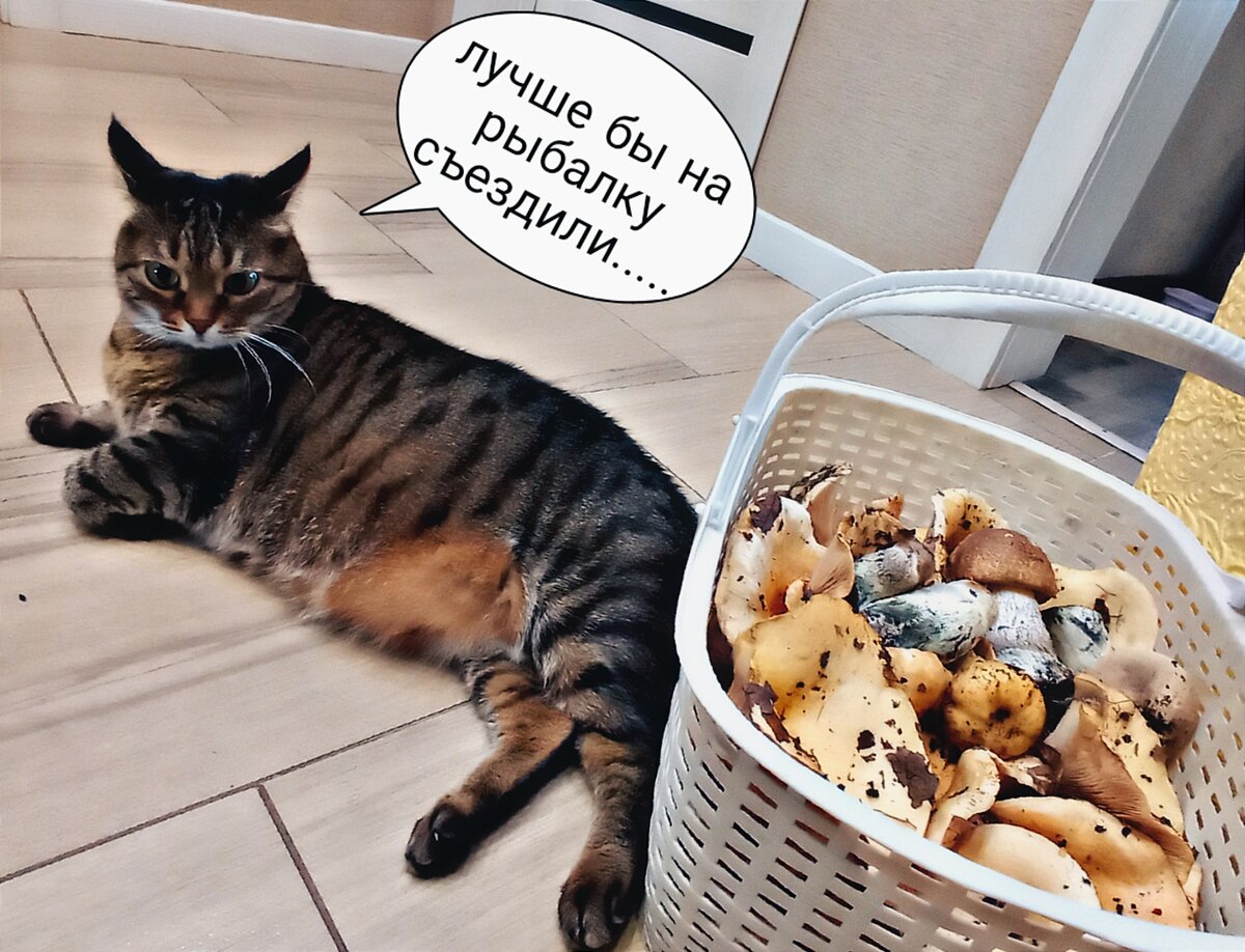 Рысь недовольна уловом :) 