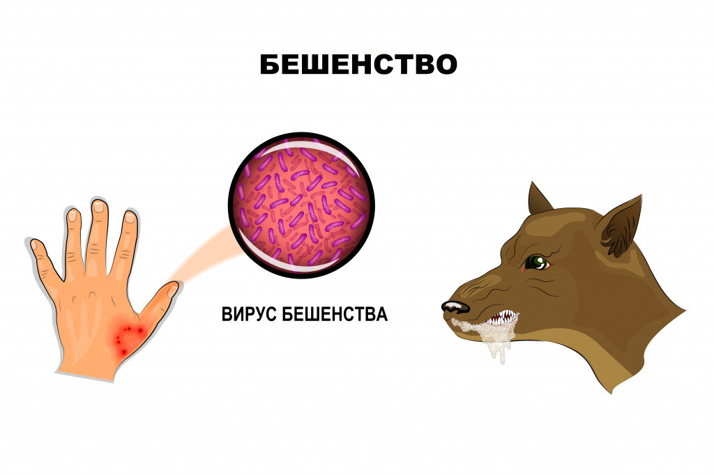 Бешенство – зооантропонозное заболевание, т.е. общее для человека и животного, именно поэтому прививку от бешенства собаке делать необходимо.-2