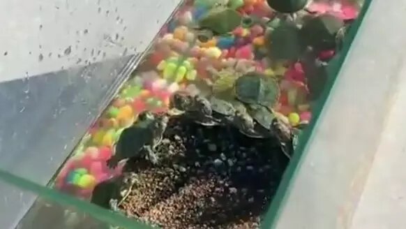     Житель Красноярска пожаловался, что у автовокзала на Аэровокзальной незаконно торгуют черепахами.