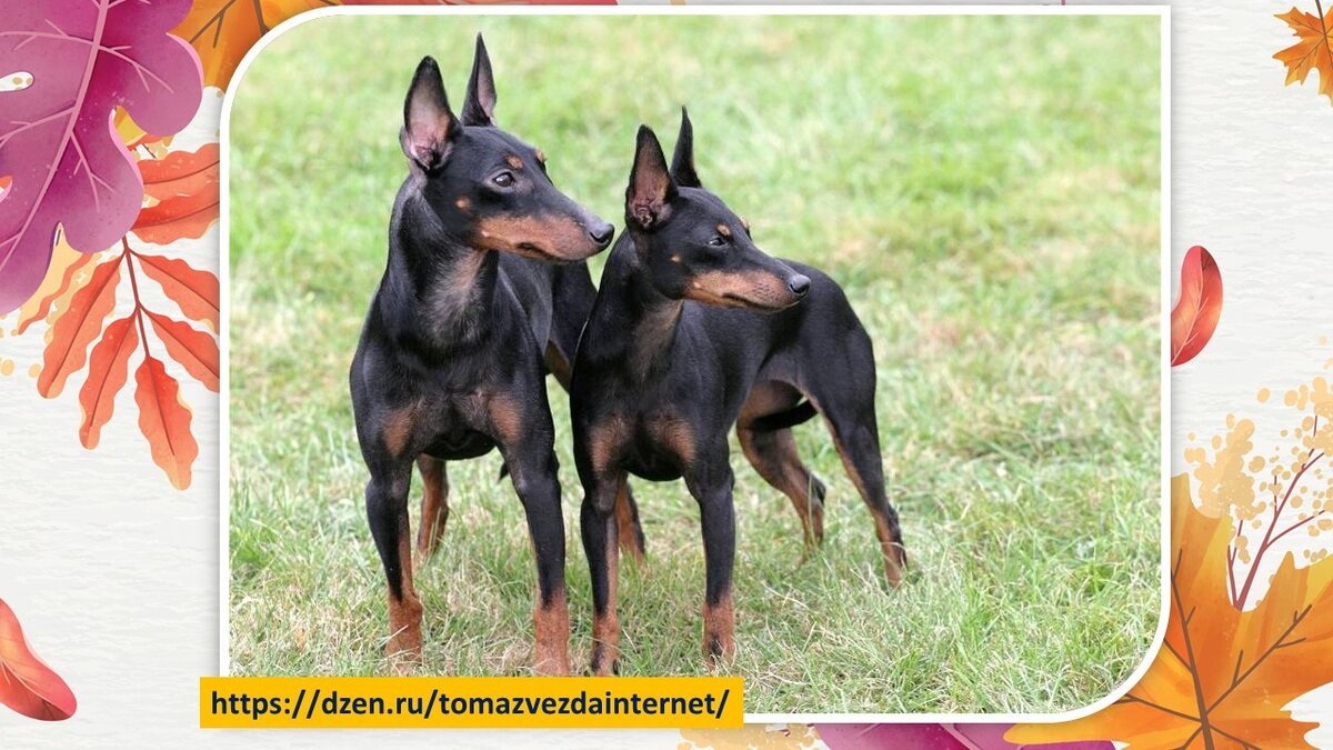 Из открытых источников