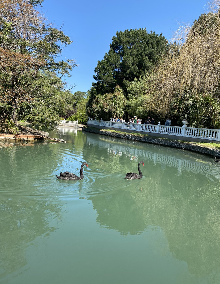 Чёрные лебеди