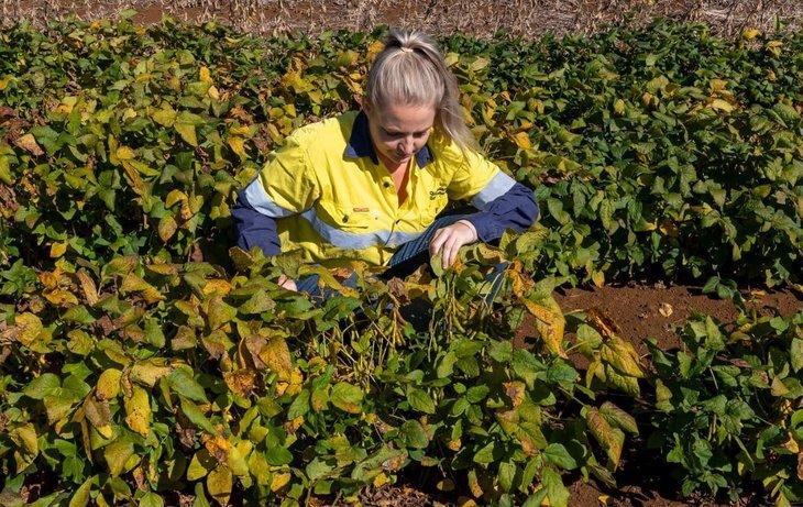    Соя может вернуть в почву 60 кг и более доступного азота для последующей культуры