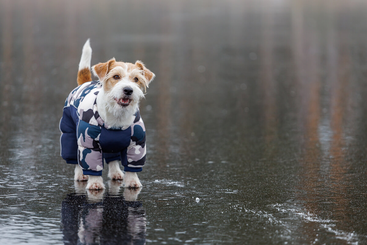 7 ценных советов по уходу за собаками в сезон дождей | Pet Fabric | Дзен