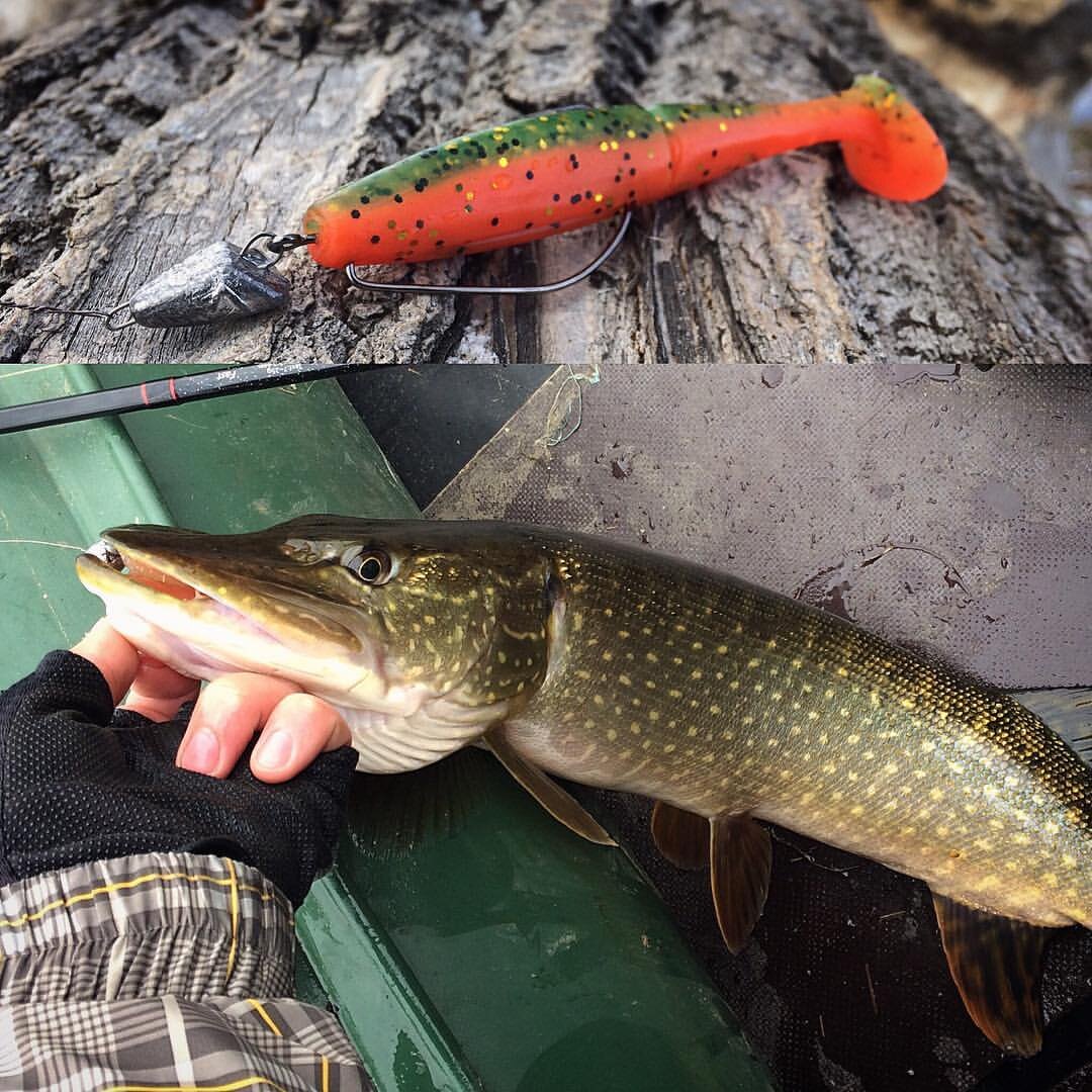 Фото с сайта: https://profrybolov.ru/wp-content