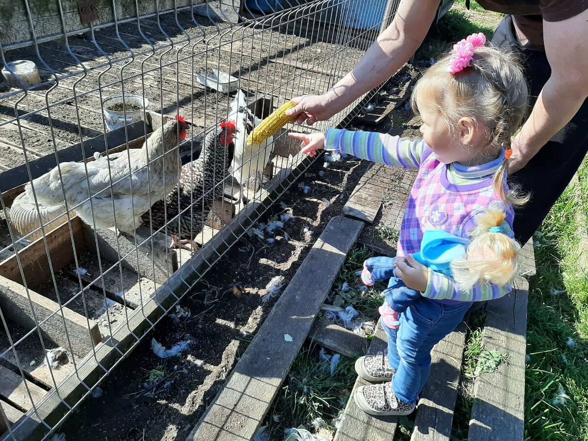 Кормим кур у нас на кск "Авангард"