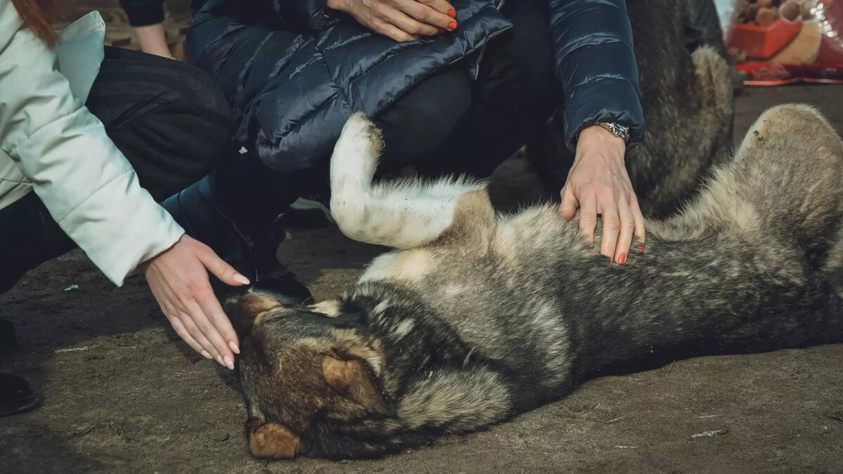 Не трогай моих собак». Напавшая на вартовчанку стая может принадлежать  зоозащитнице | muksun.fm | Дзен