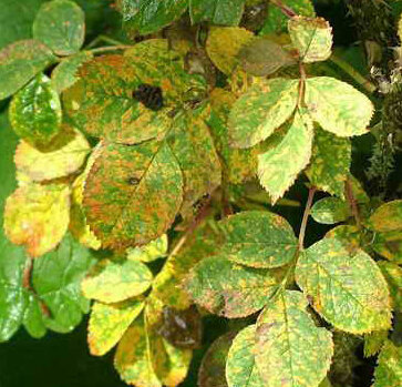 Ржавчина на розе. 