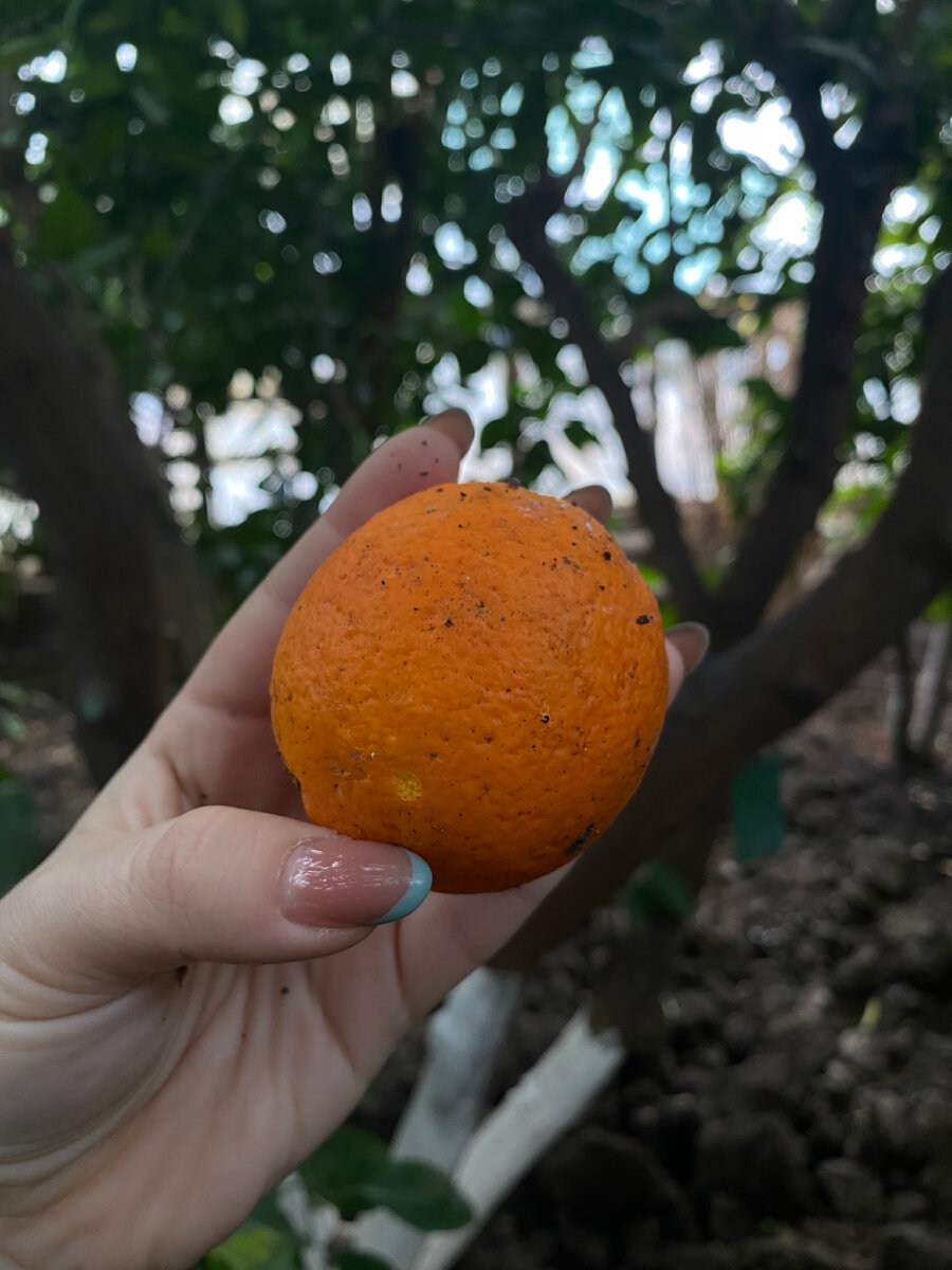 Апельсин из пальм. Пальмы и апельсины. Финике апельсин
