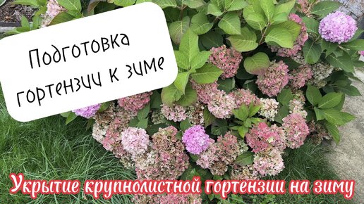 Укрытие крупнолистной гортензии! Подкормка и Подготовка к зиме