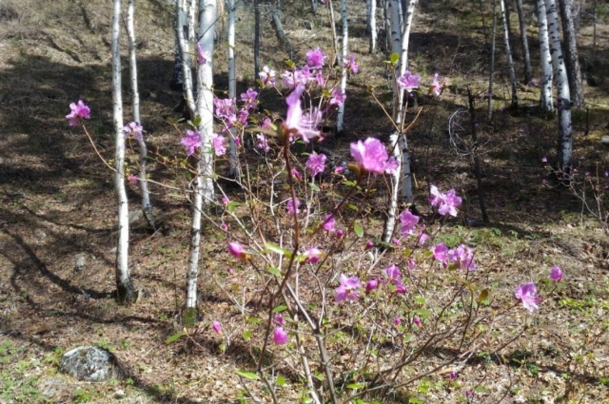    Багульник и одуванчик зацвели в Забайкалье осенью