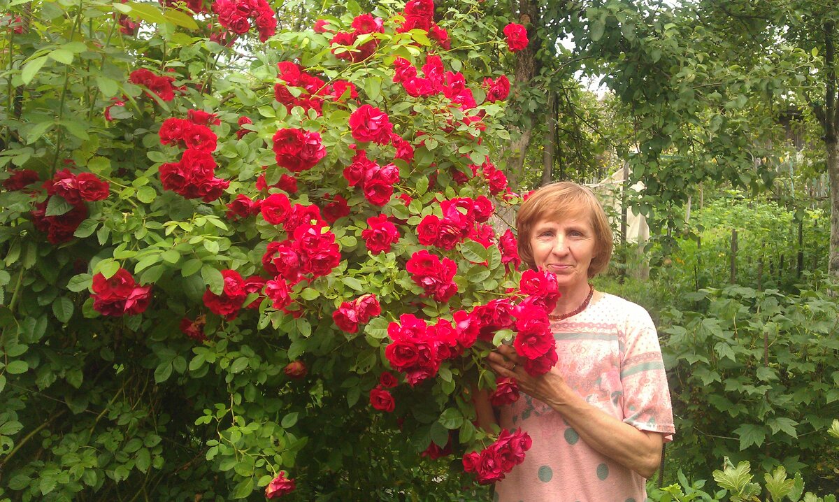 Мамина любимая розочка
