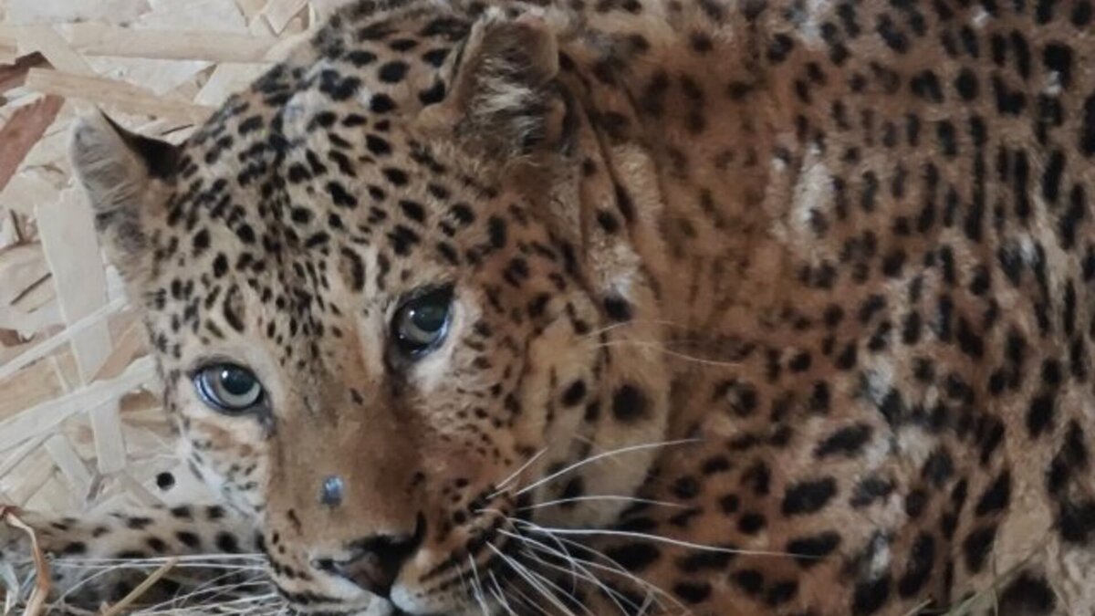   Парк-приют «Белый лев»