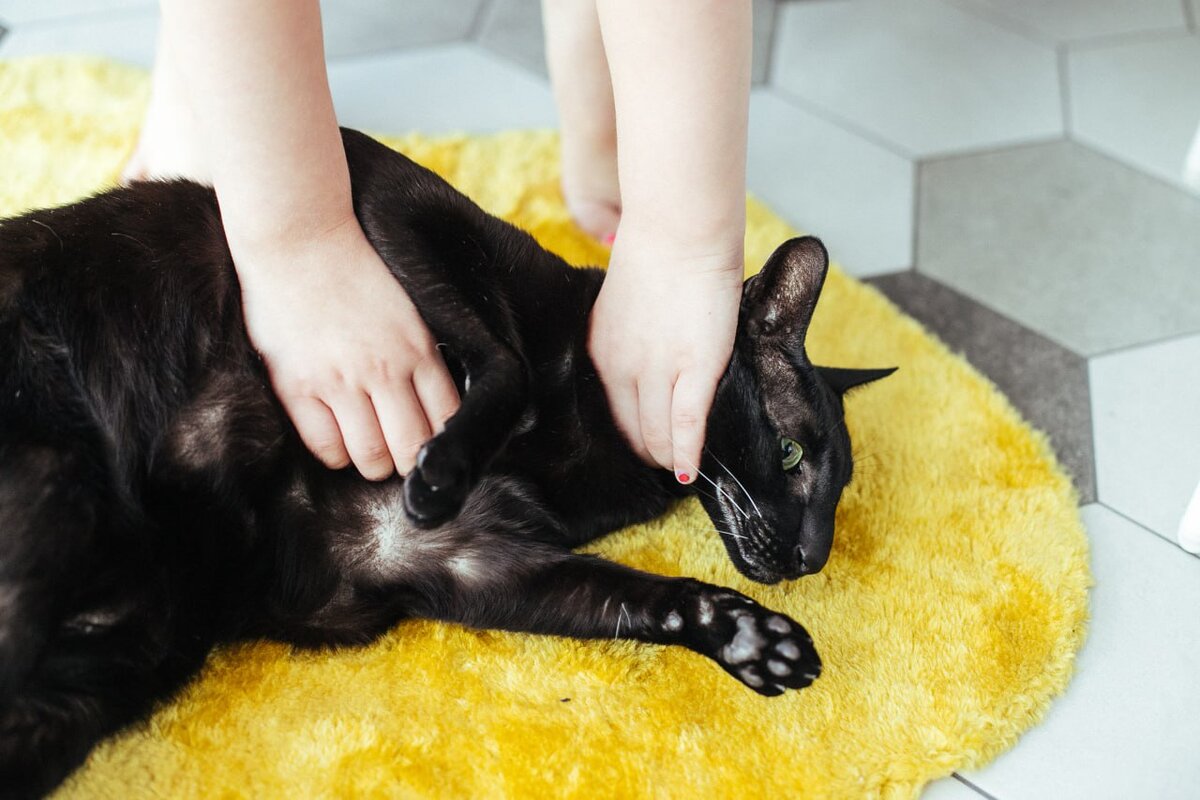 Фото: Денис Яковлев, «Краснодарские известия»