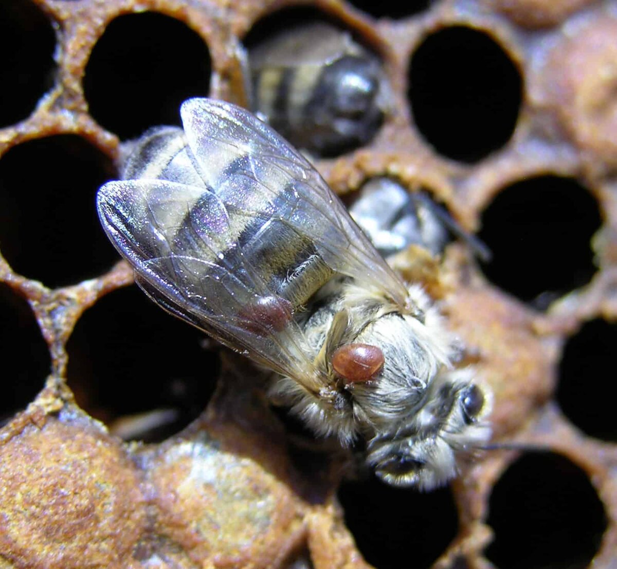 Тропилелапсоз пчел. Пчелиный клещ варроа. Клещ варроа на пчеле. Клещи варроа у пчел. Варроа деструктор.