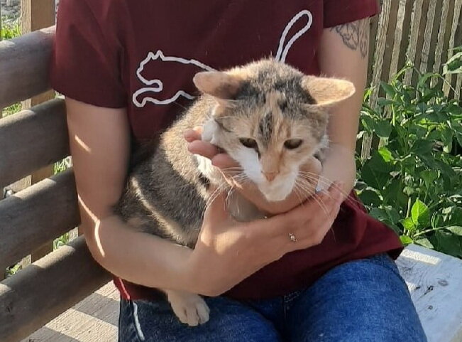 Синди на руках у своей новой хозяйки