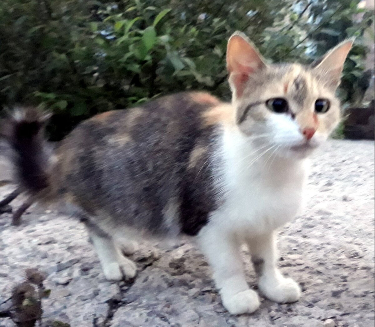 Синди - мама Януша