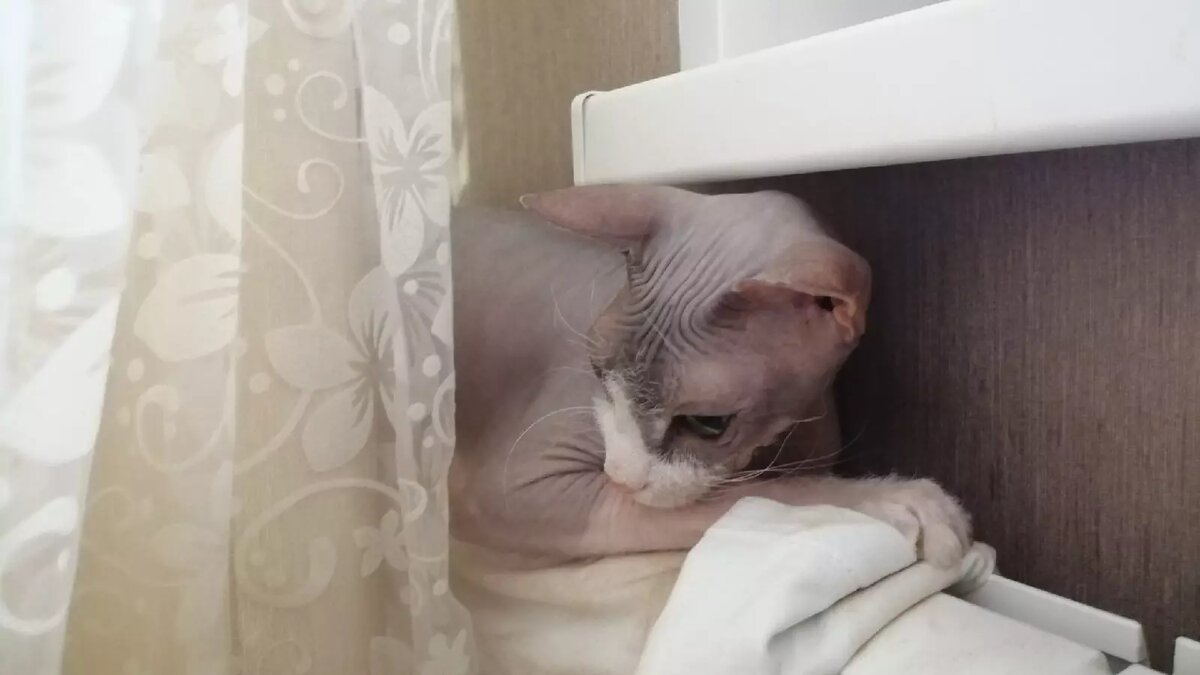     Отопление должны дать в квартирах Нижнего Новгорода в течение двух недель с момента начала сезона. Информацию об этом предоставили в мэрии.