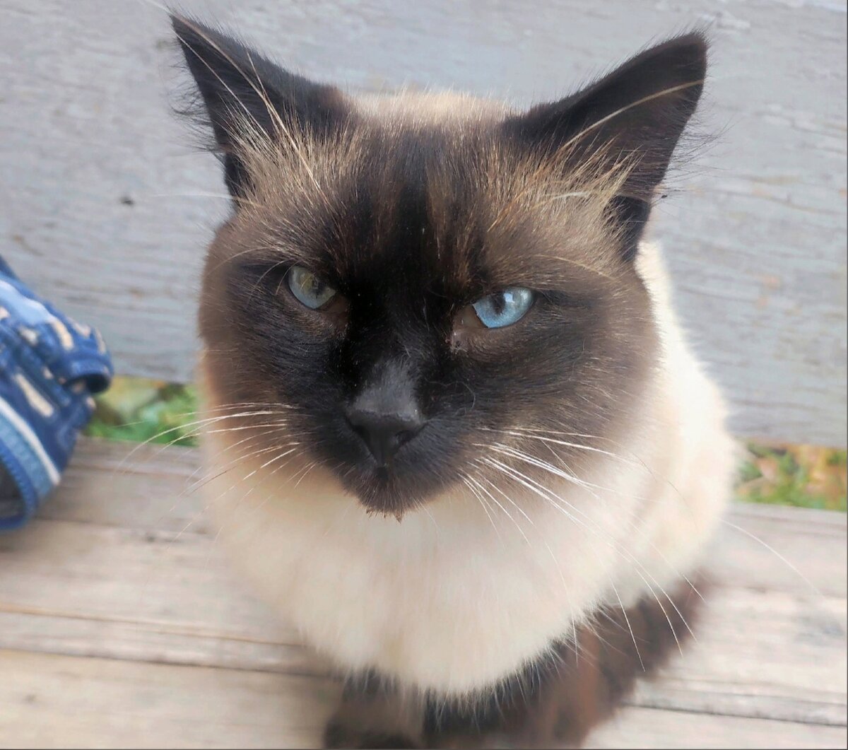 Появление такого кота невозможно не заметить