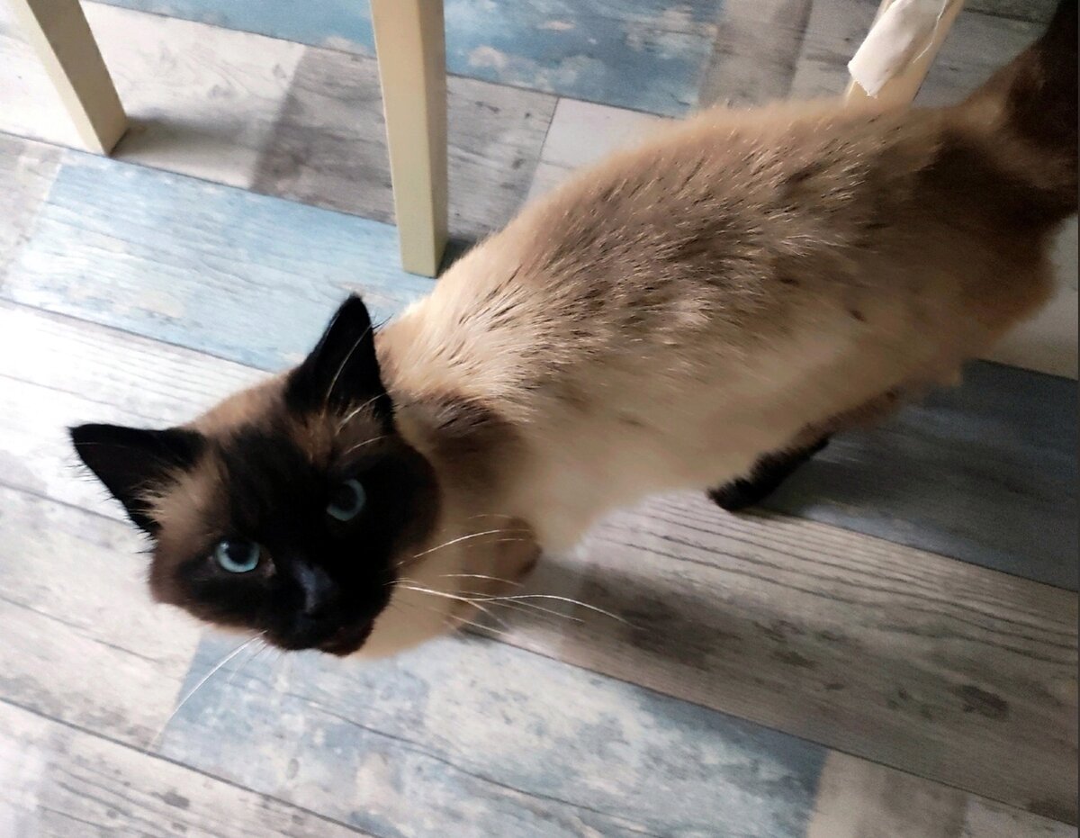 Под мягкой шерсткой кота было истощенное тело