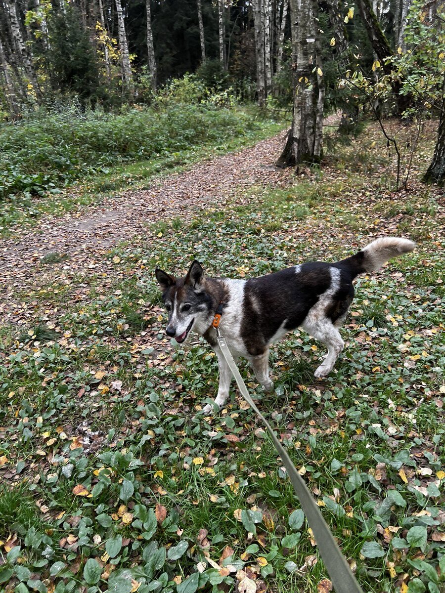 Ищет дом замечательная  Зита, очень доброжелательная собака