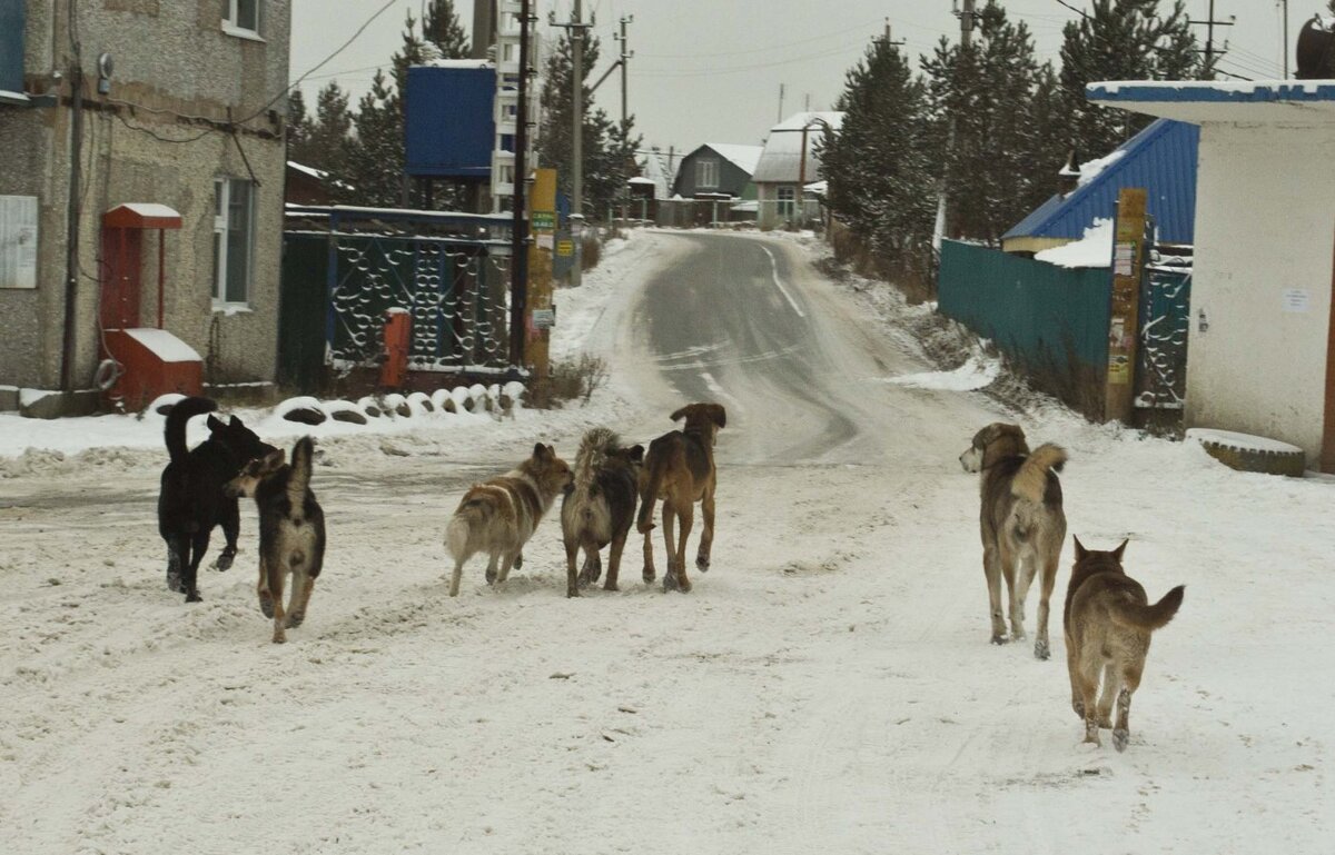    В Нижневартовске женщину едва не загрызла свора собак