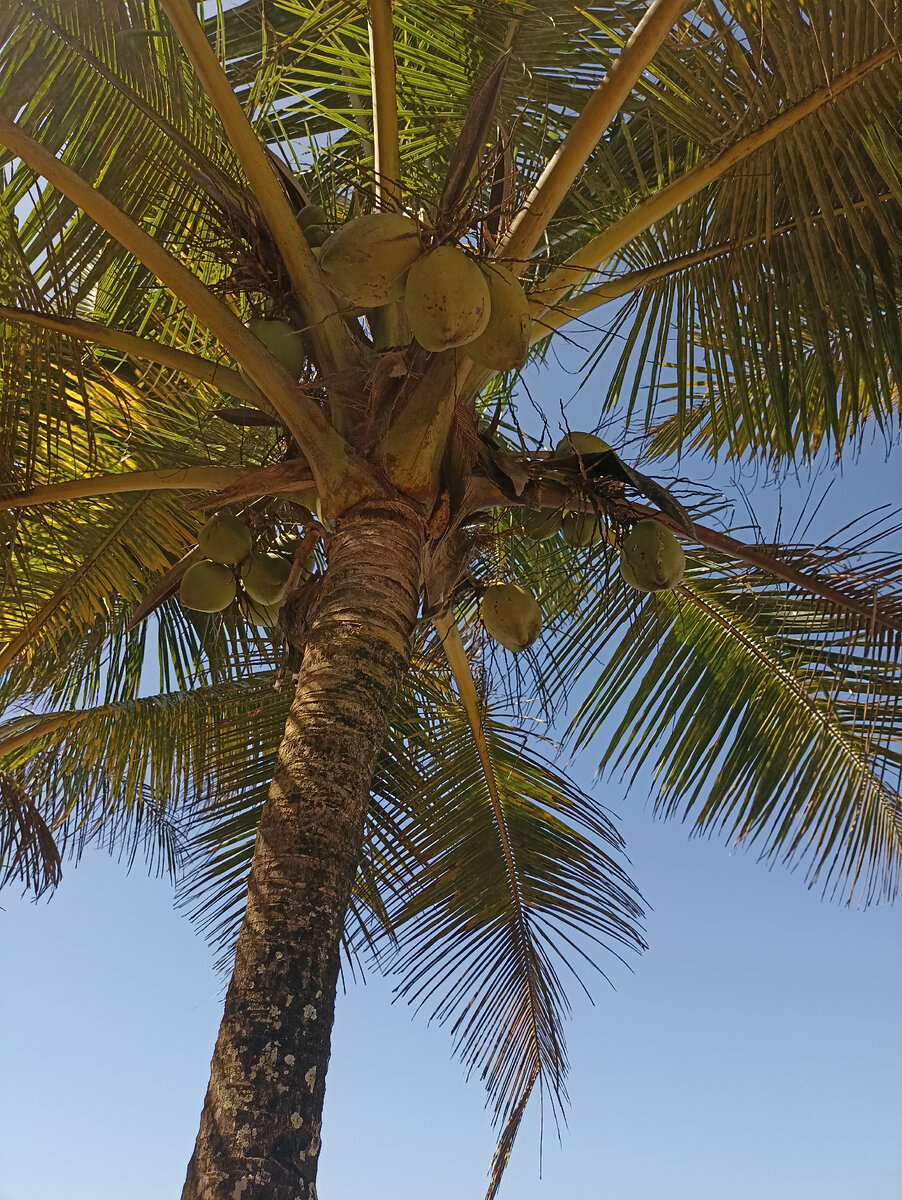 Расположилась под самой кокосовой из всех представленных