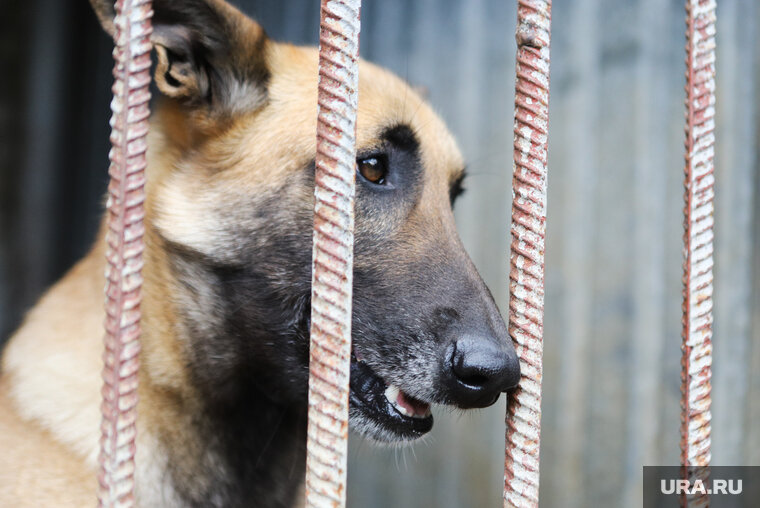    На месте происшествия работают две бригады из отлова