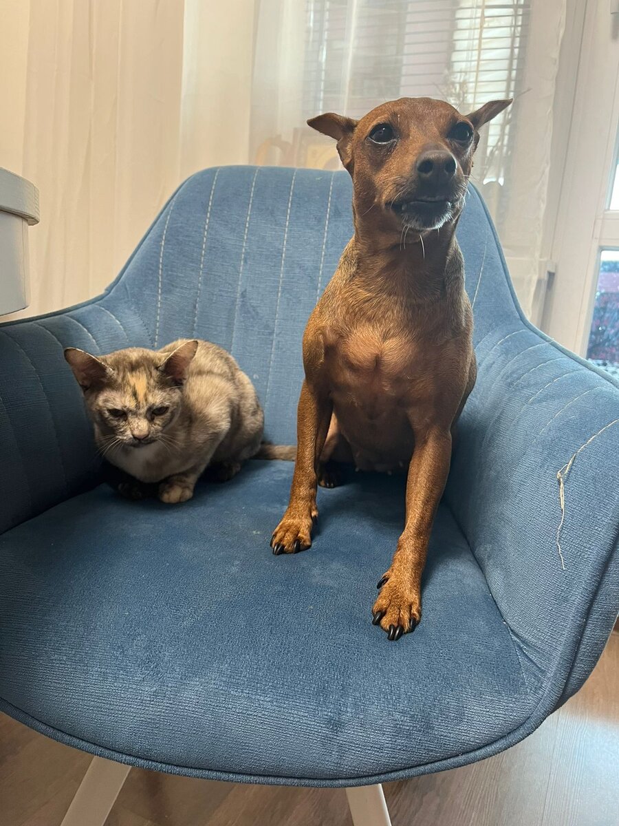 Viviеn Lee from Ladoga Coast и цвергпинчер Лилу.