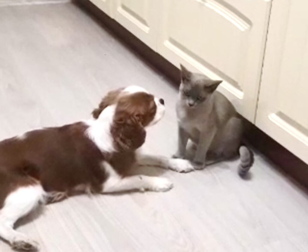 Gerda from Ladoga Coast и кавалер-кинг-чарльз-спаниель Ангелина.