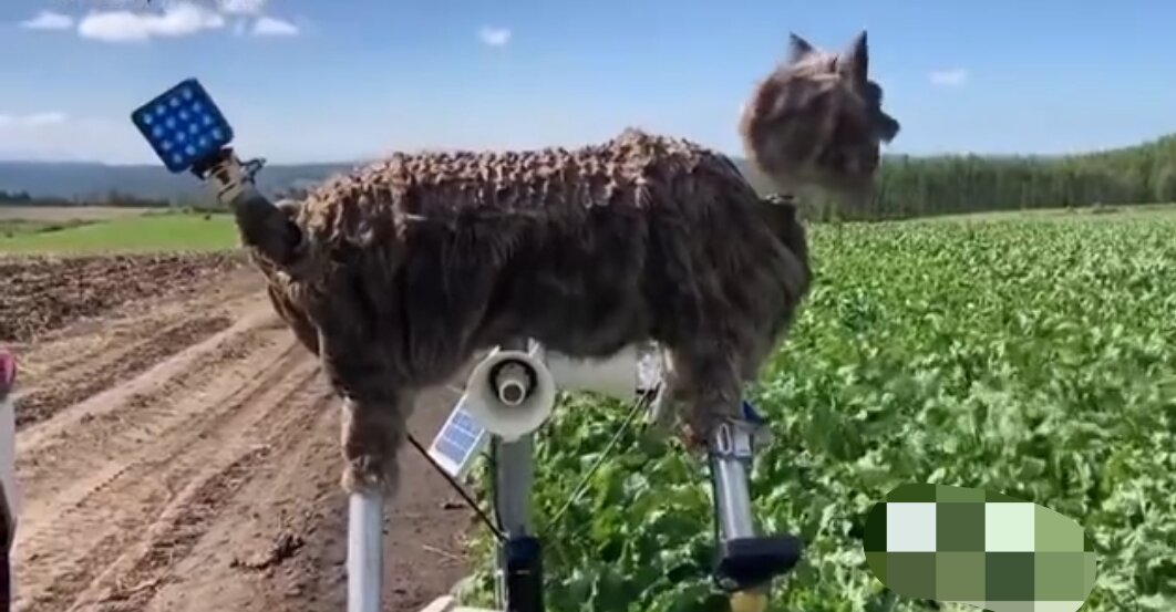 Волкоробот