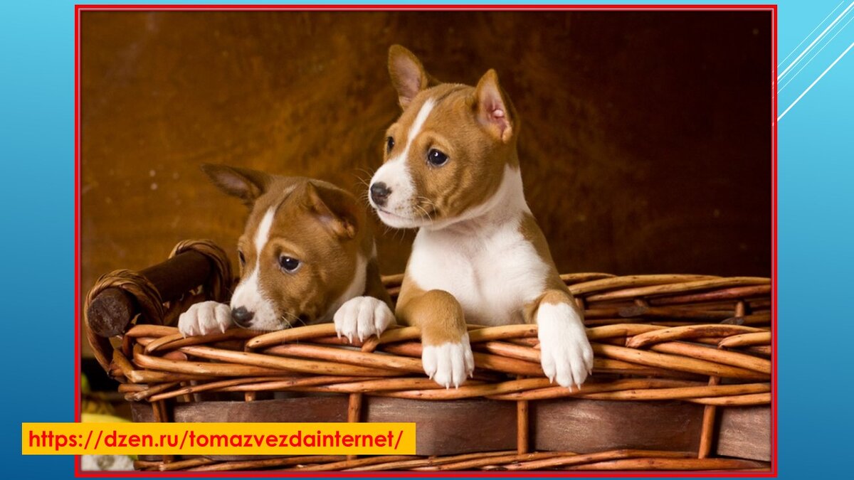 басенджи африканский молчун. порода басенджи. басенджи. порода собак басенджи. басенджи собака.