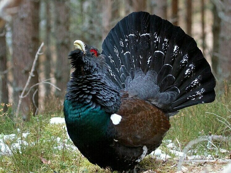     Фото: ru.wikipedia.org