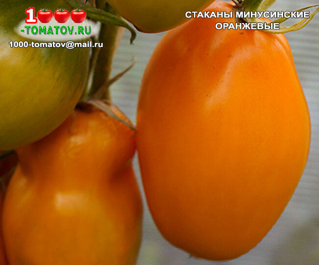 Томат Стаканы минусинские оранжевые фото 1