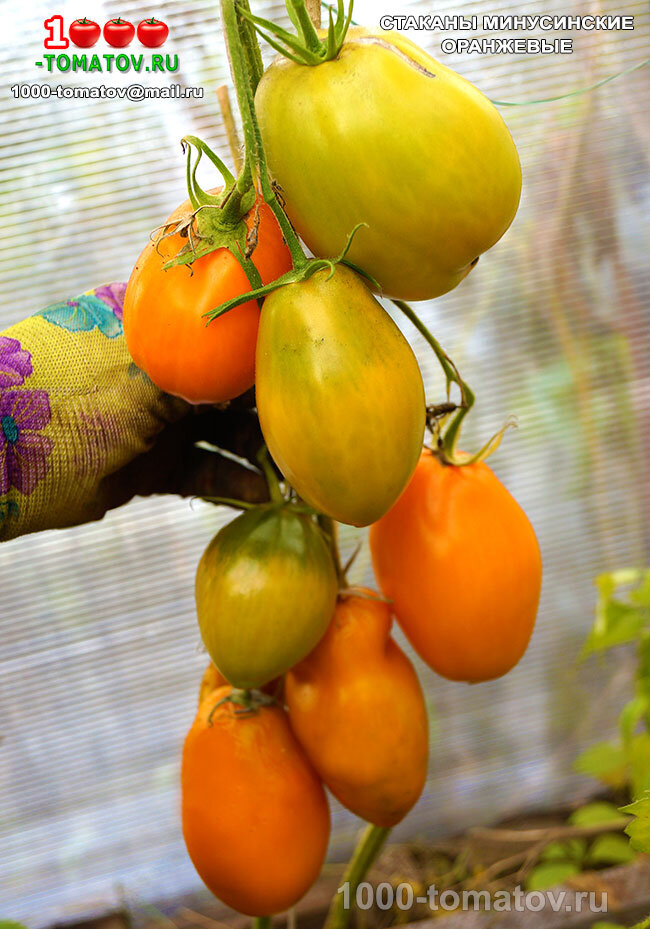 Томат Стаканы минусинские оранжевые фото 2
