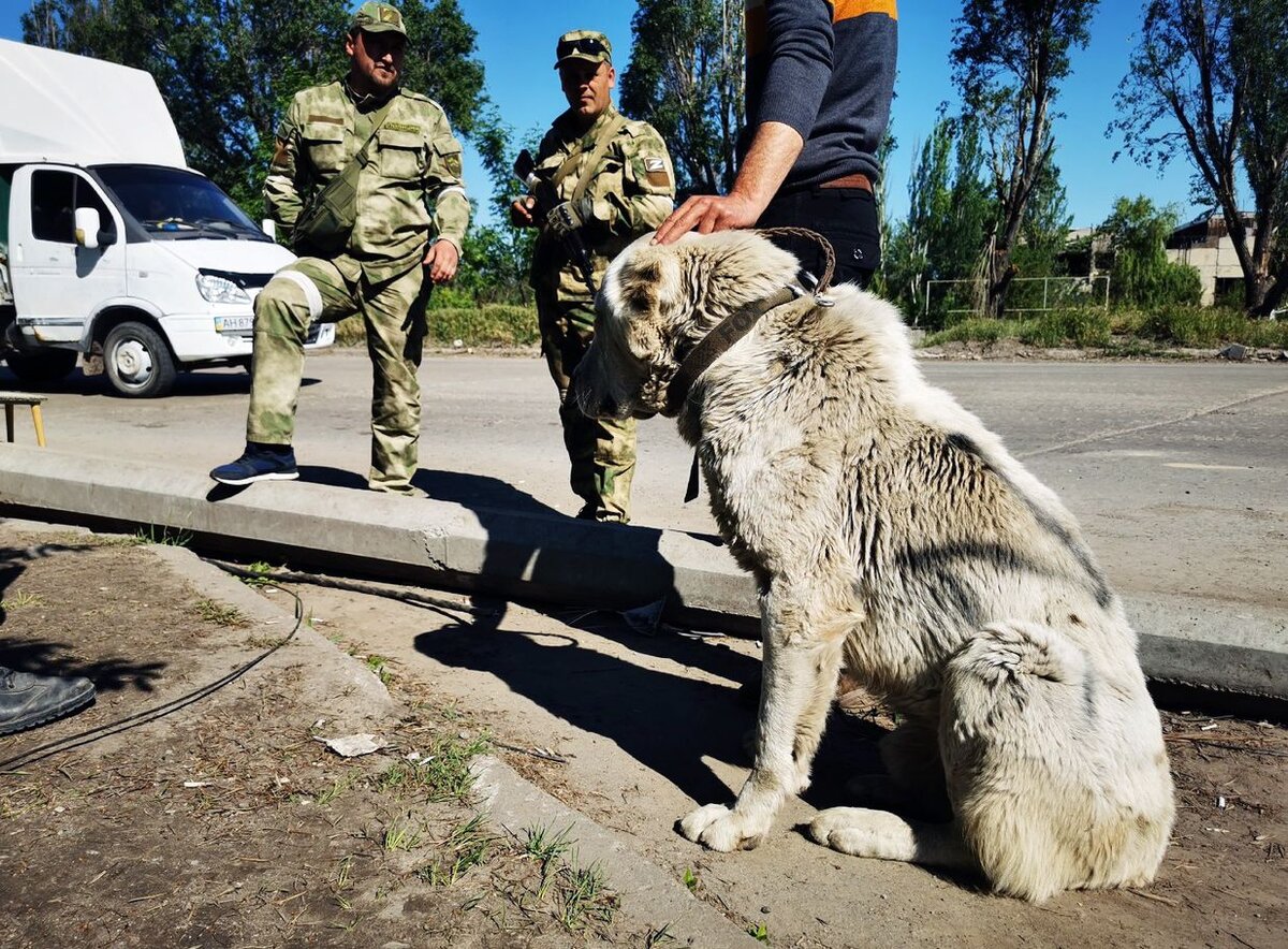    Буква «Z» на боку алабая должна была сообщить бойцам о том, что Мишка — свой пёс, прогонять его не нужно. Фото: Екатерина ХАРЛАМОВА