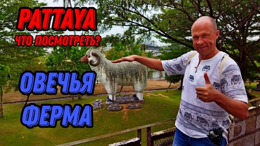 🌍 Овечья ферма Паттайя контактный зоопарк 🌍 Лучшая экскурсия в Паттайе Pattaya sheep farm