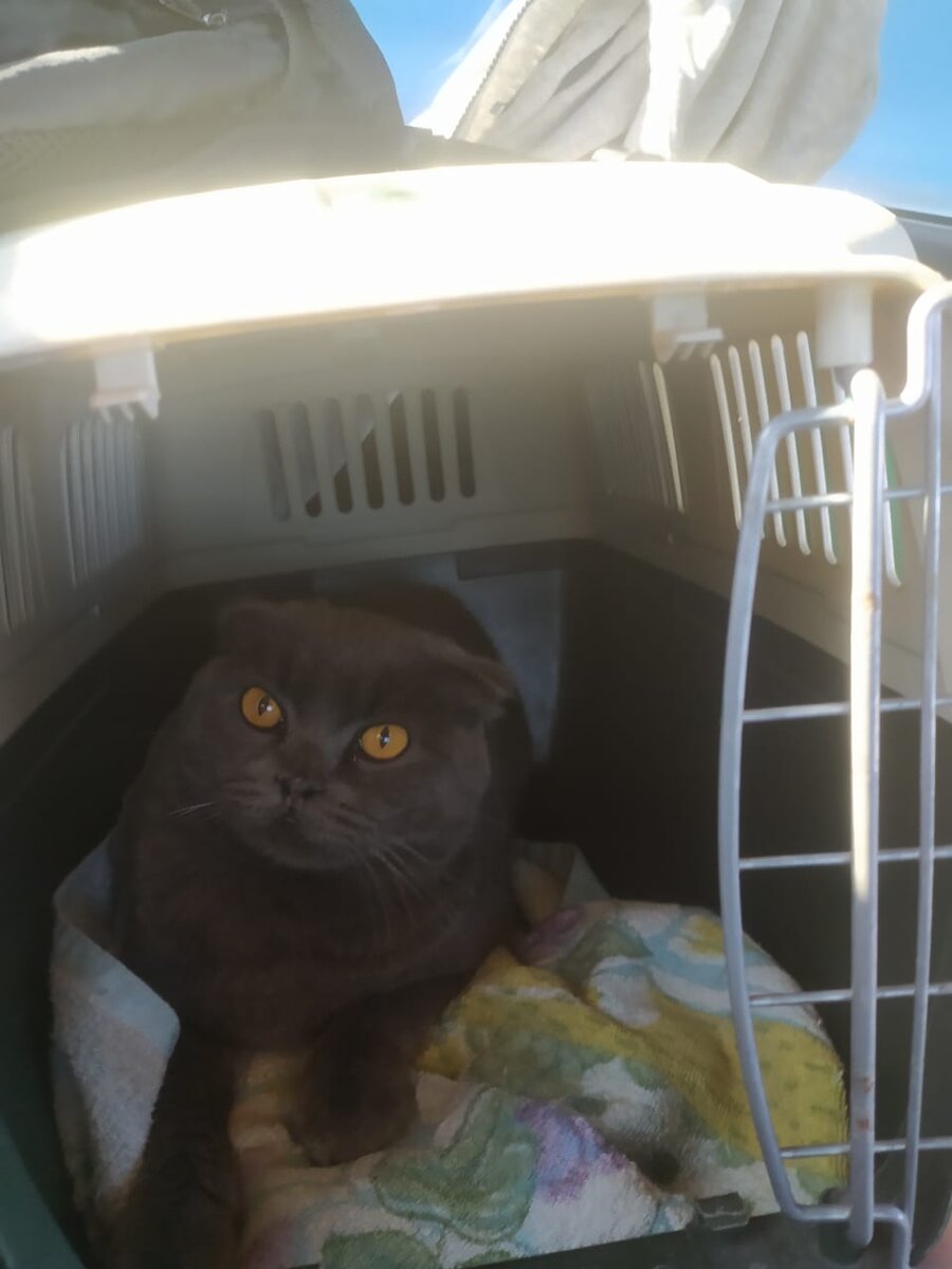 Наш кот возвращается в город с летних каникул