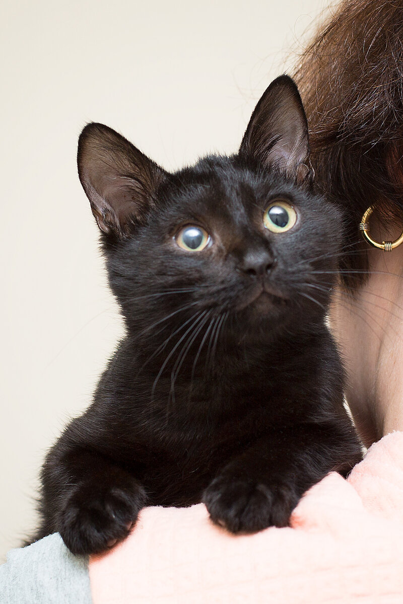 Хозяин! Ты где заблудился??