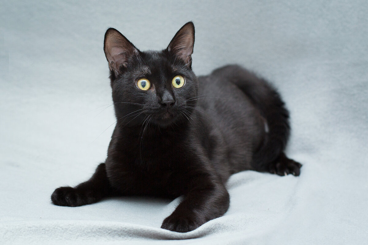 Подвижный, любознательный кот