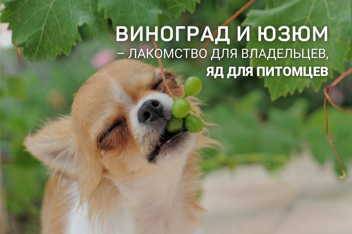 Собакам нельзя виноград