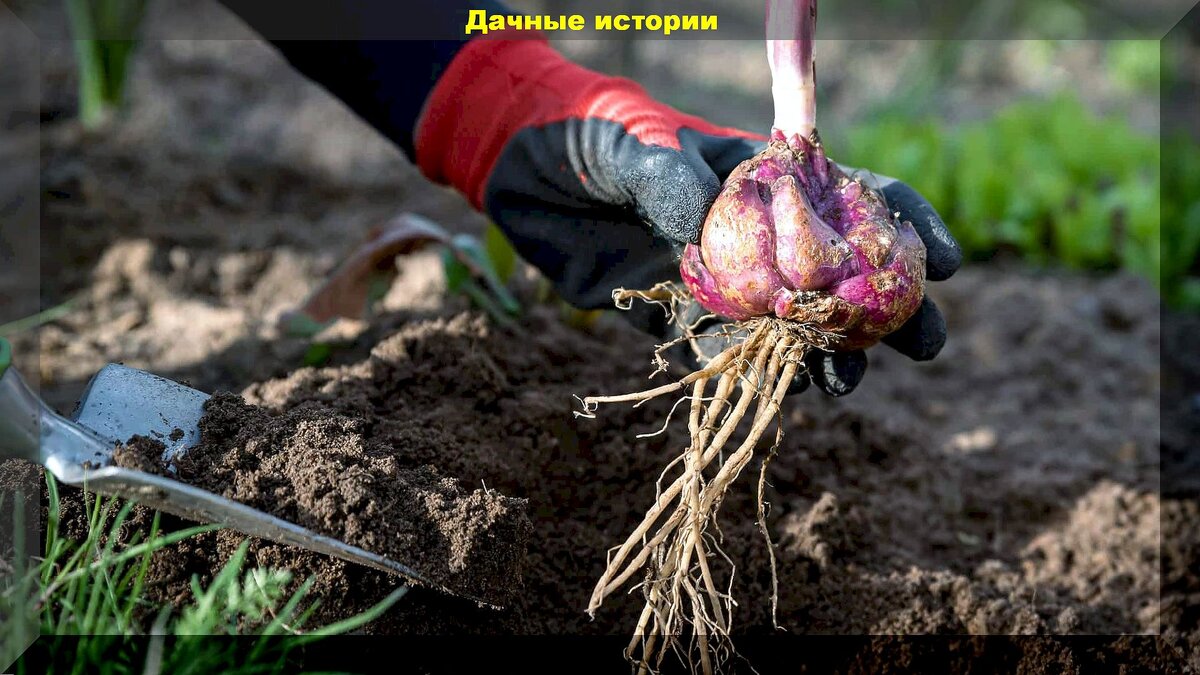 https://vk.com/photo-159774511_457265530