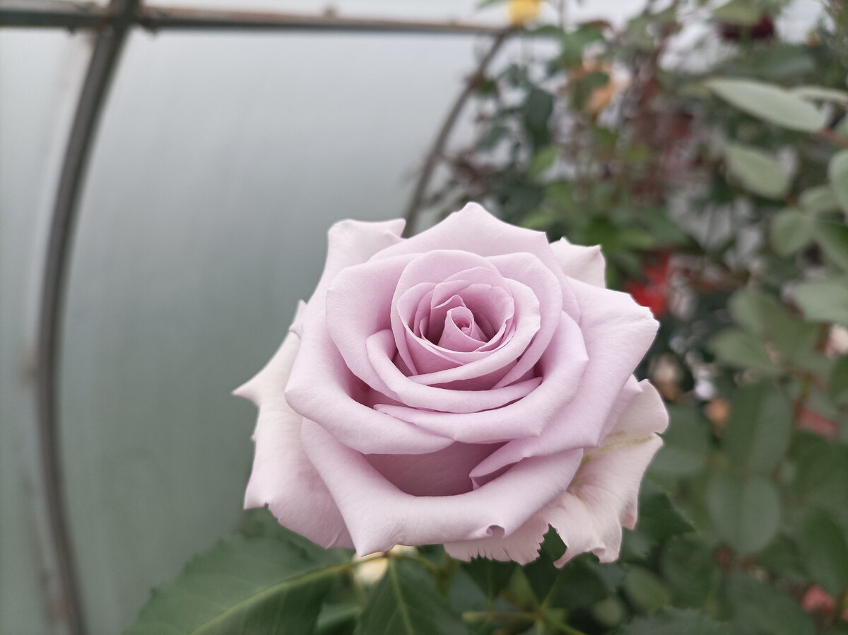 Песня Океана/Ocean Song, чайно-гибридная 