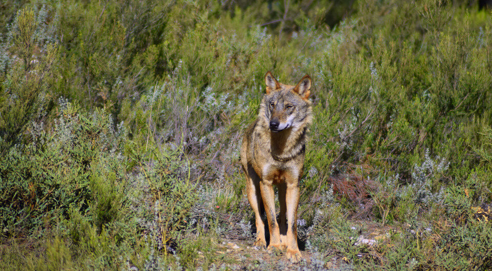   Animal Record ® / Flickr / CC BY 2.0 DEED