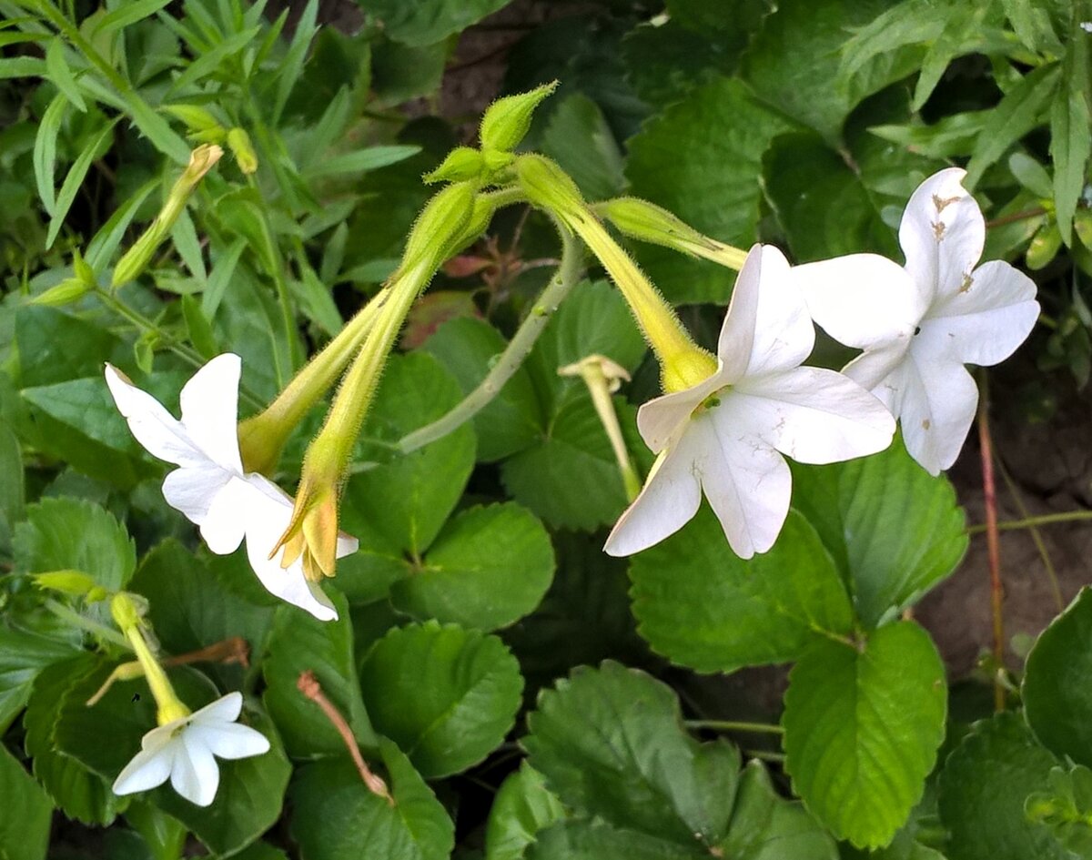 Сем Пасленовые Solanaceae табак крылатый Nicotiana alata