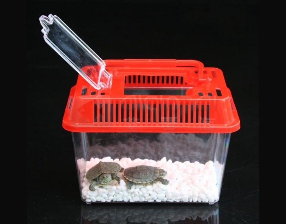 Как перевозить черепаху в самолете, поезде или автомобиле: советы и рекомендации