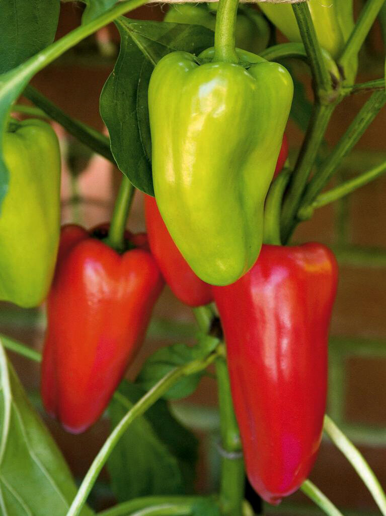 Фото peppers