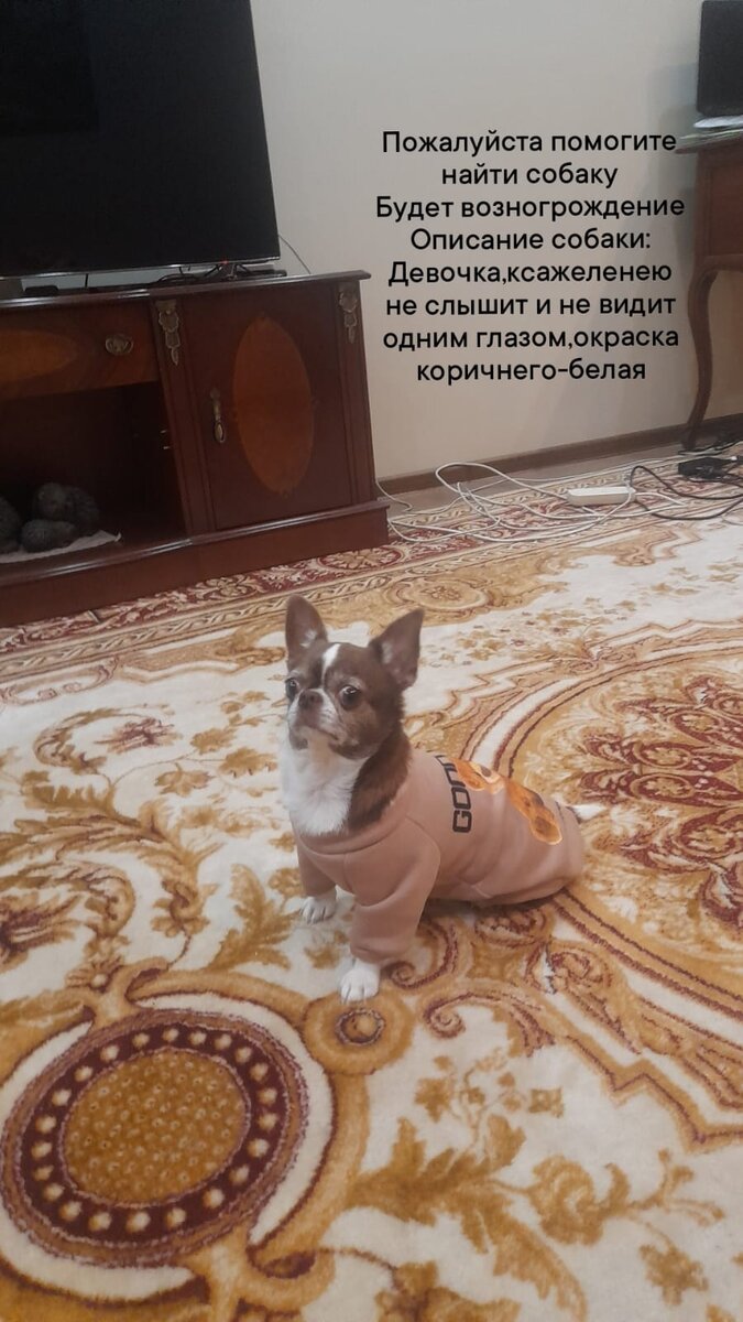 Найдите собаку.