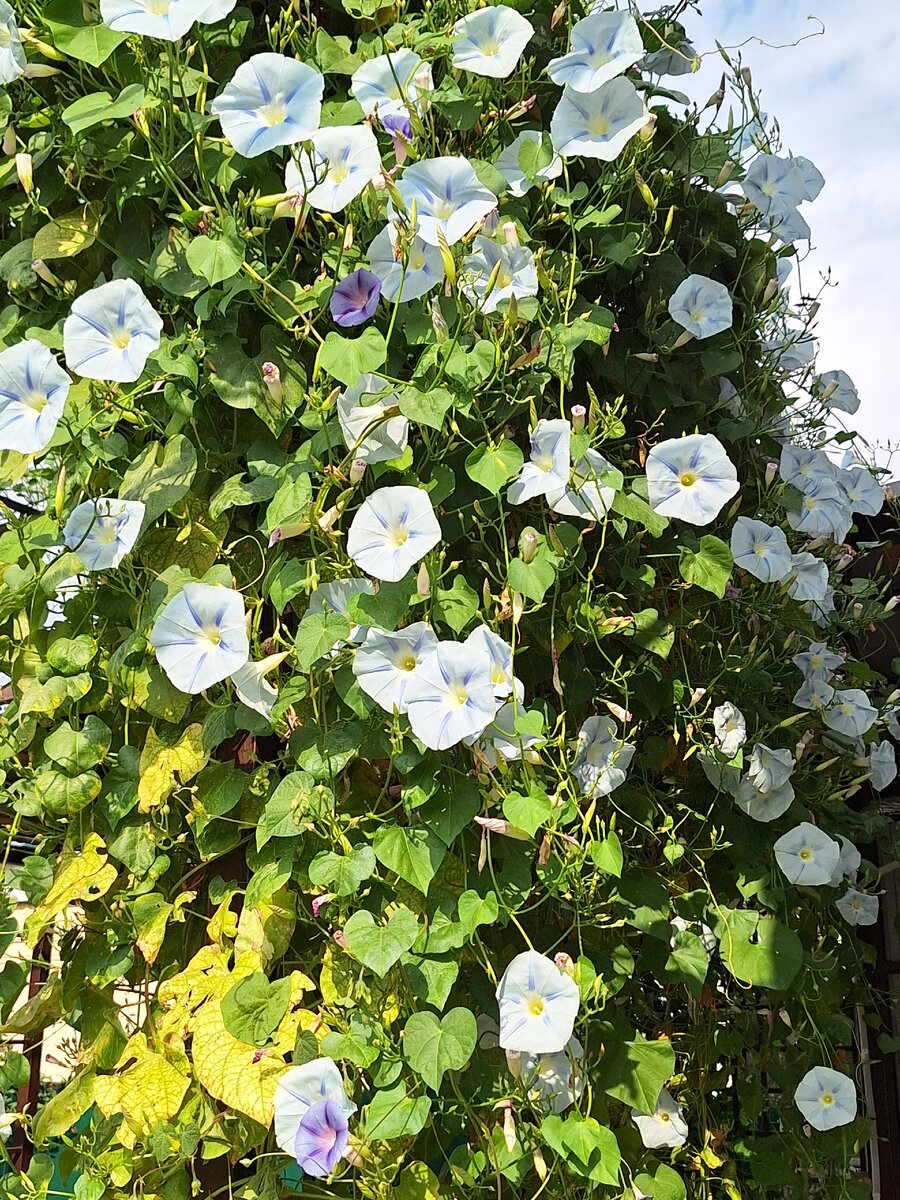 Каскад цветущей ипомеи.