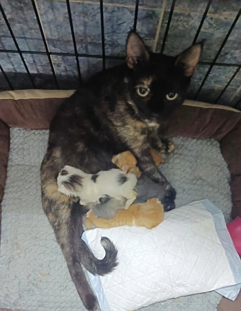    котопесокафе "Мурррчим" ВКонтакте Арина Полтанова